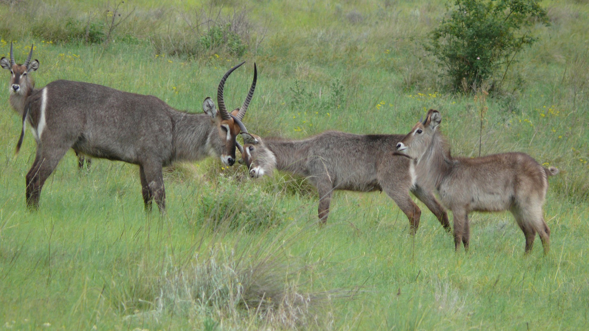 Photographic Safaris 4